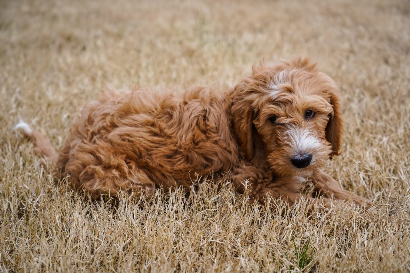 golden doodle