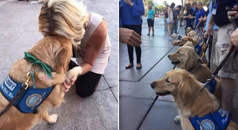 Dozens Of Dogs Arrive In Las Vegas To Comfort Survivors And Help Them Heal