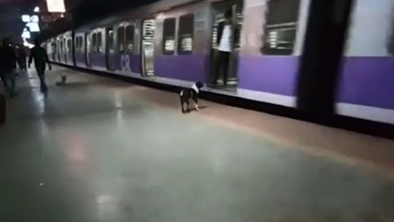 Dog Longingly Waits For Same Train Every Night In Hopes Of Owner’s Return