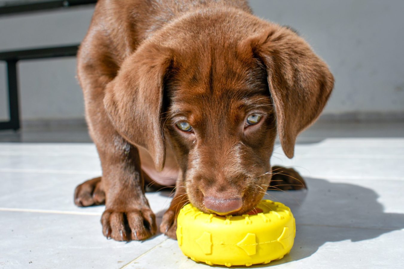 labrador retriever breeder