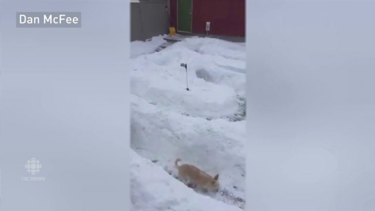 Calgary dog loves his custom-made backyard snow maze built by owner Dan McFee – Calgary – CBC News