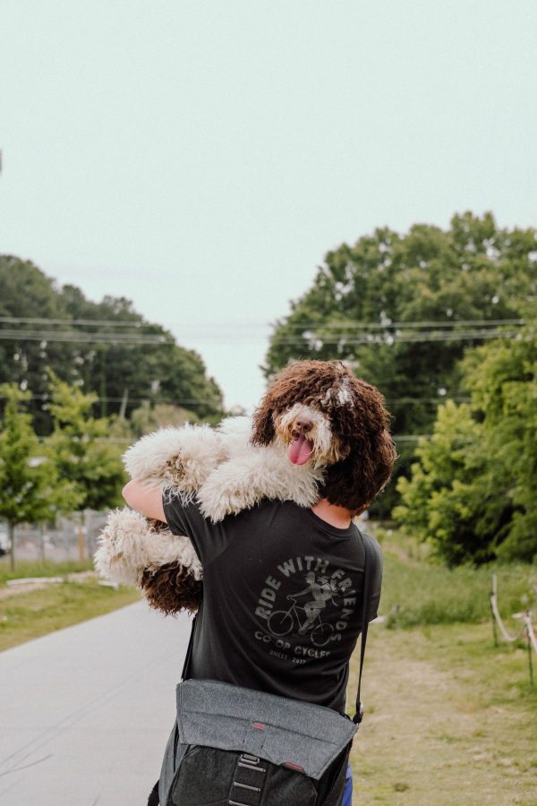 Bernedoodle