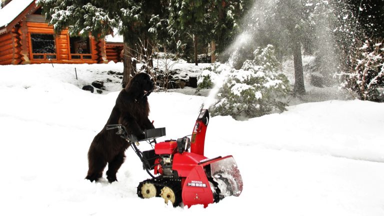 Bet your pet can’t do this. Meet Morgan, B.C.’s snow shovelling dog