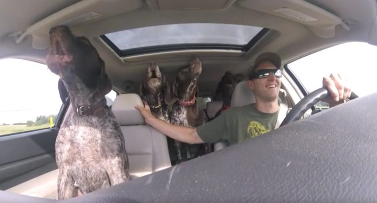 Excited Dogs Break Into Song The Instant They Know They Are Going To Their Favorite Place