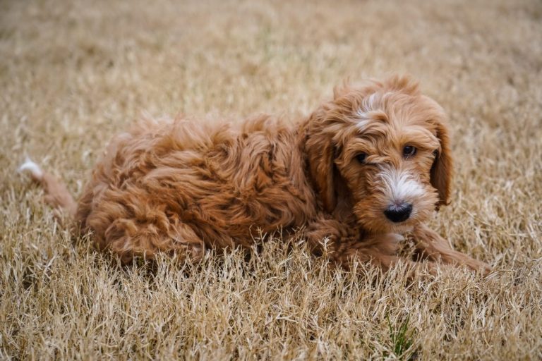Bernedoodle Puppies For Sale (My 5th Baby)